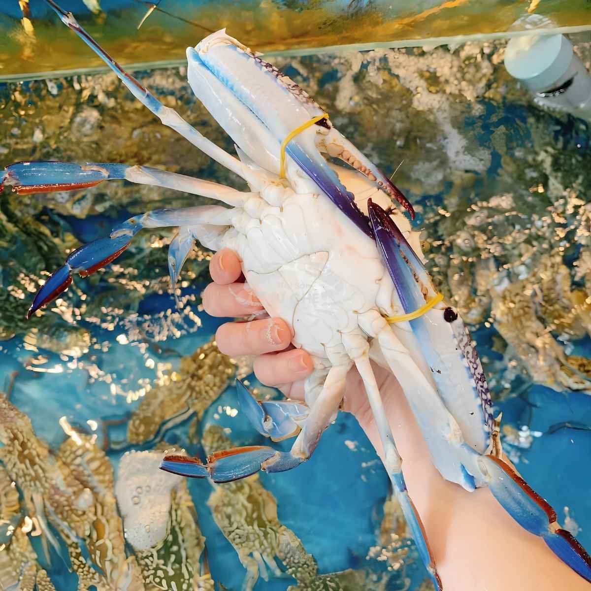 ghẹ sống tại quận 3 hcm